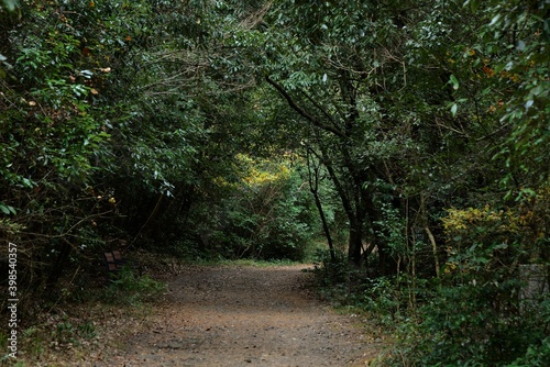 Dongbaek-dongsan(forest park) in Jeju, Korea is a good forest for taking a walk even in winter.