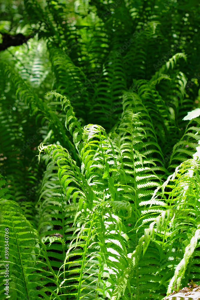Bush of green fem leaves in the wood Bush of green fem leaves in the wood