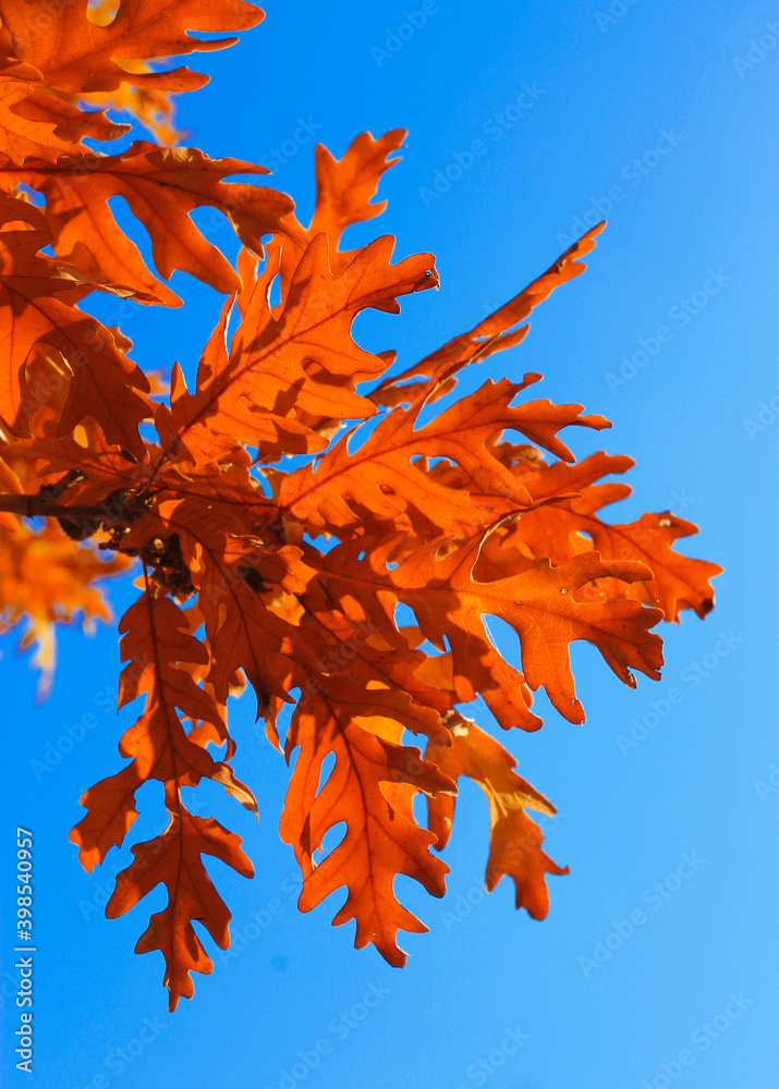 Yellow oak leaves against blue sky in the autumn forest Yellow oak leaves against blue sky in the autumn forest