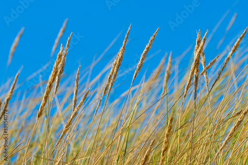 dune grass against blue sky