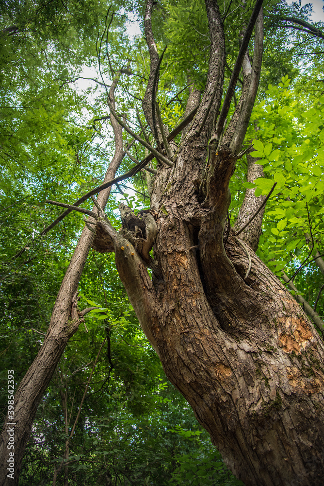 Great old tree in the forest, closeup