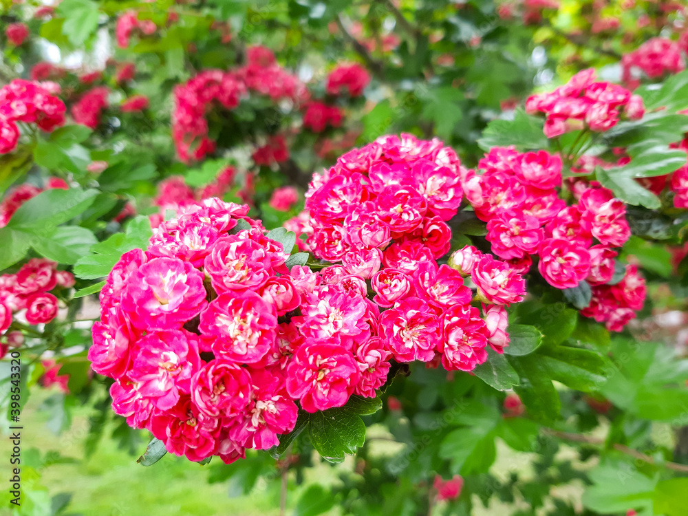 Beautiful pink blossom of hawthorn at spring Beautiful pink blossom of hawthorn at spring