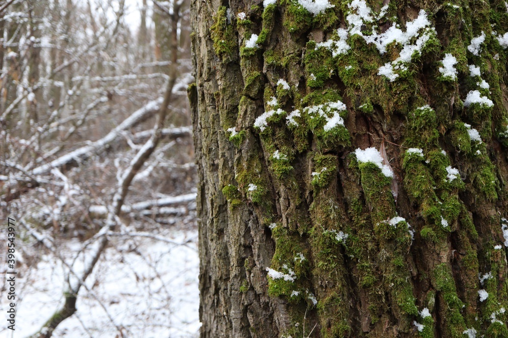 Obraz premium tree covered with moss, winter forest atmosphere, first snow