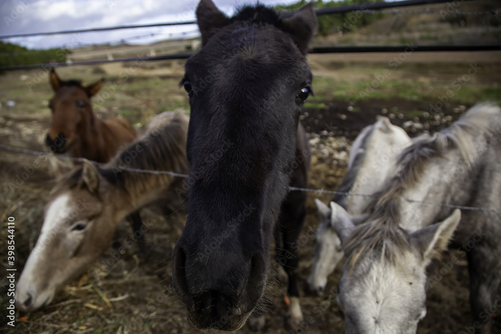 Obraz premium Horse in stable