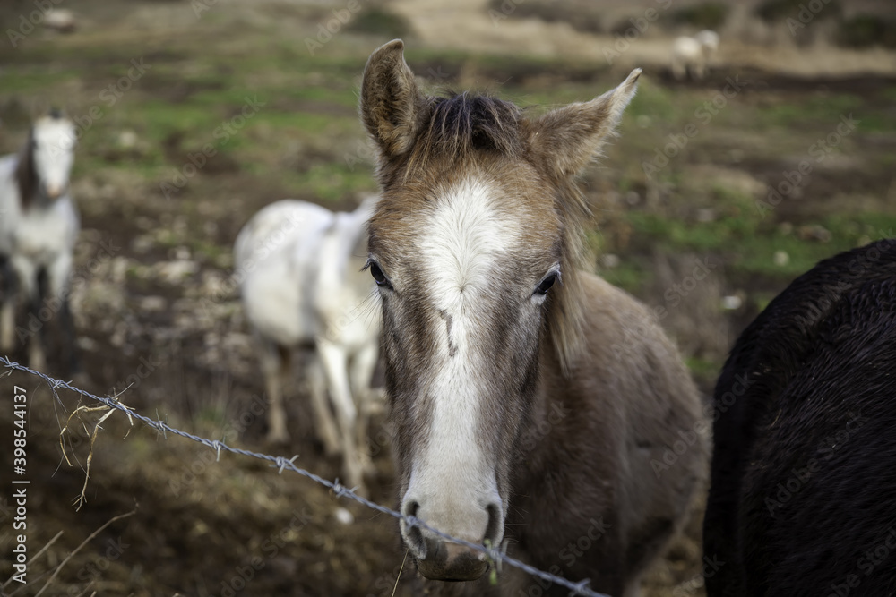 Fototapeta premium Horse in stable