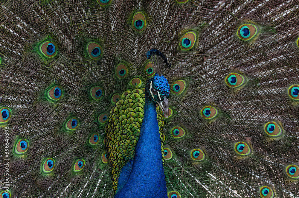 Obraz premium Beautiful Indian peacock (Pavo cristatus) with tail feathers in full display.