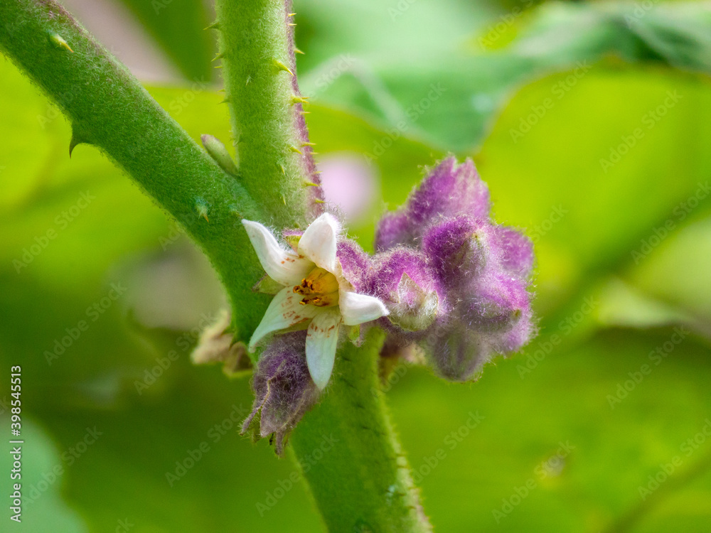 Flower of Naranjilla or Lulo (Solanum quitoense), An Acidic Fruits in a Garden Flower of Naranjilla or Lulo (Solanum quitoense), An Acidic Fruits in a Garden