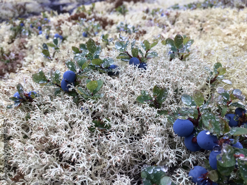 Close up view of blueberry and moss with water drops after the rain in polar tundra. Khibiny mountains, Russia.