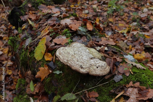 Tinder fungus in the autumn forest  photo