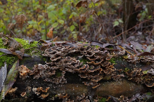 Many mushrooms on the dead wood