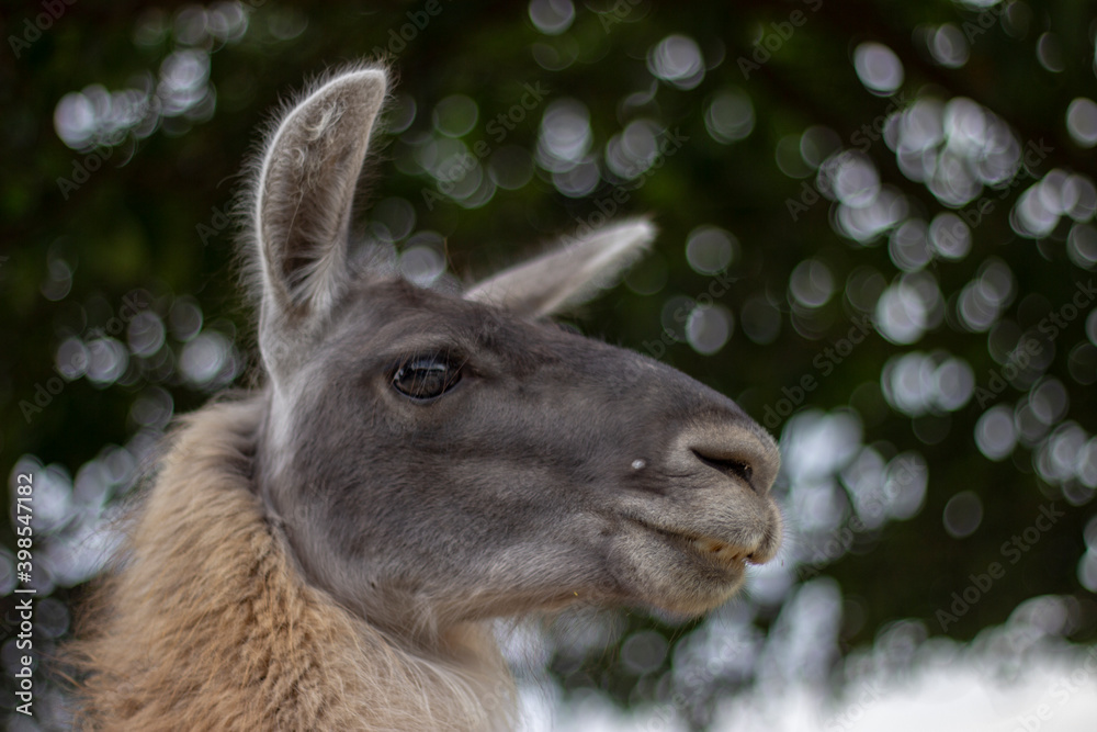 Fototapeta premium A close up of a gray-faced llama looking towards the right while at a farm. 