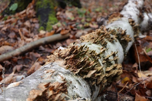 Many mushrooms on birch deadwood