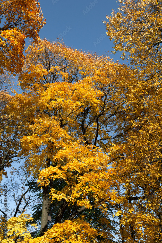The trees in the park are covered with yellow leaves. The trees in the park are covered with yellow leaves.