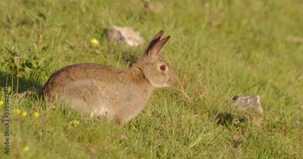 Rabbit in grassy field, Compton Abbas, Dorset, UK Rabbit in grassy field, Compton Abbas, Dorset, UK