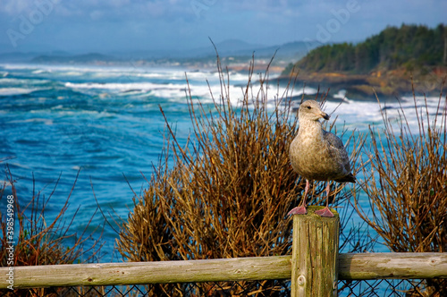 Canvas Print Seagul on Fence Post at the Beach