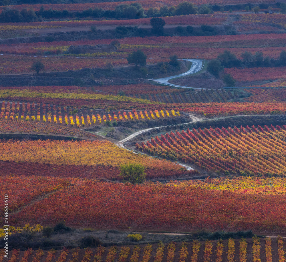 Vineyard in aturmn, La Rioja, Alava, Basque Country, Spain, Europe