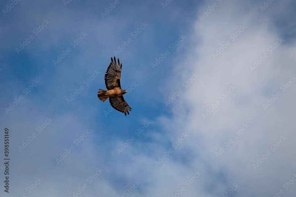 Fototapeta premium Red-Tailed Hawk Flying in Blue Sky, California