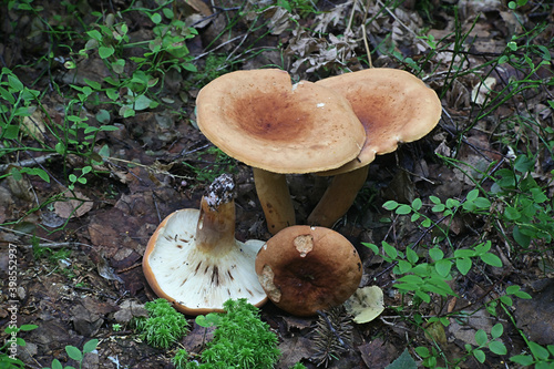 Lactifluus volemus, formerly Lactarius volemus, commonly known as fishy milkcap or weeping milk cap, wild mushroom from Finland