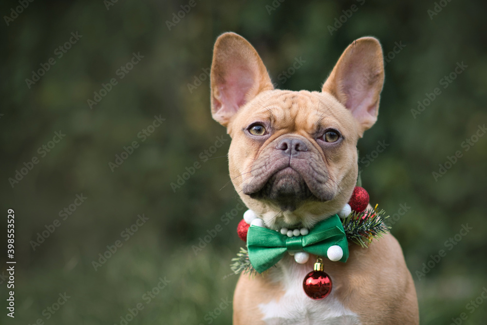 Red fawn French Bulldog dog wearing seasonal Christmas collar with green bow tie on blurry green background with copy space