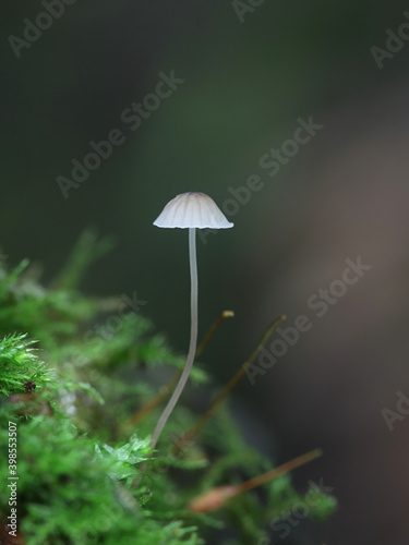 Phloeomana hiemalis, also called Mycena hiemalis, commonly known as Winter bonnet, wild mushroom from Finland photo