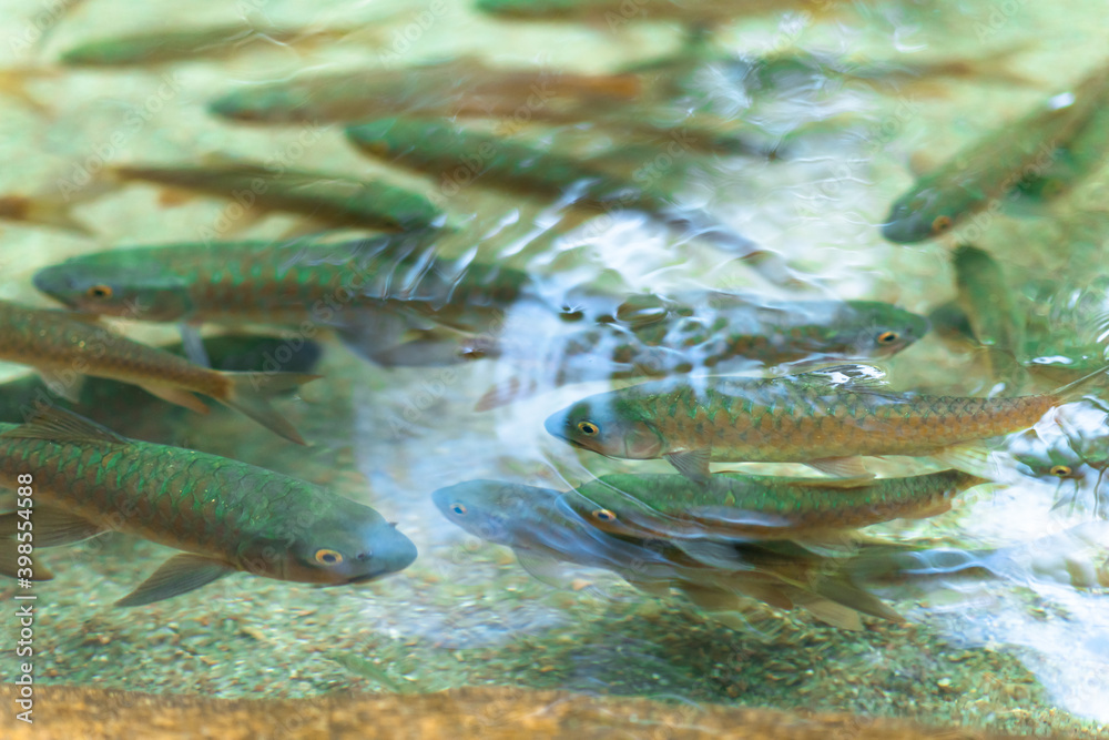 Fototapeta premium small river fish in a clear water, waterfall at Khao Khitchakut National Park, Thailand.