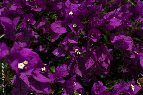 purple bougainvillea with dark background