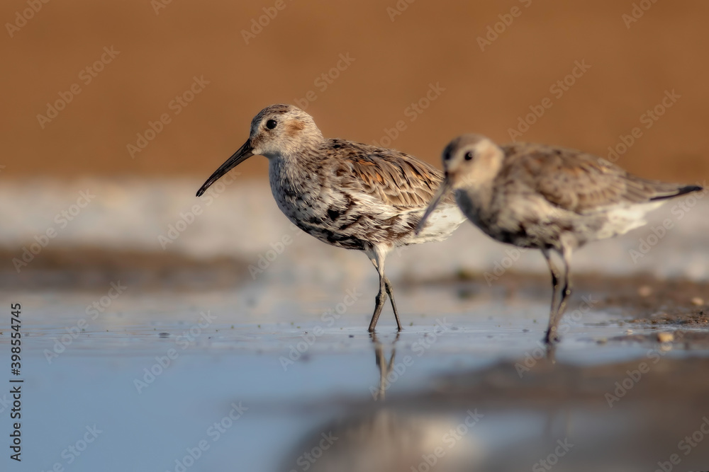 Nature and birds. Colorful nature background. Dunlin.