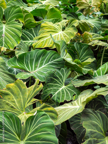 Philodendron, Background of Large, Lobed or Deeply Indented Leaves in a Garden