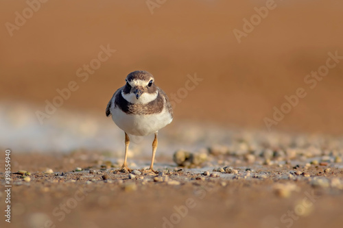 Nature and birds. Colorful nature background. Common Ringed Plover.