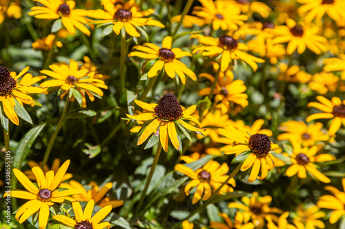 A Full Frame Photograph of Black Eyed Susan Flowers