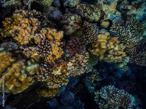 colorful corals in a nature reserve from the red sea