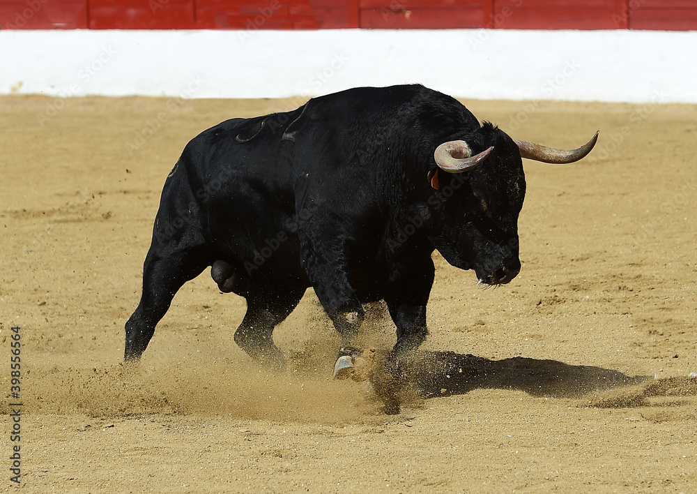spanish bull with big horns on spain spanish bull with big horns on spain
