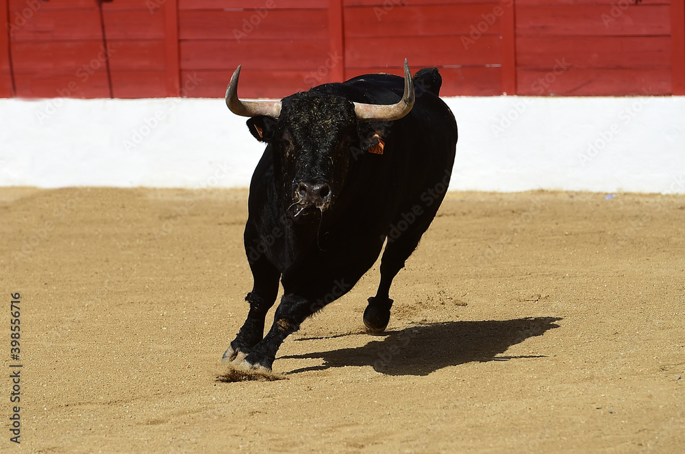 spanish bull with big horns on spain spanish bull with big horns on spain