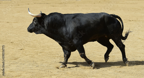 spanish bull with big horns on spain