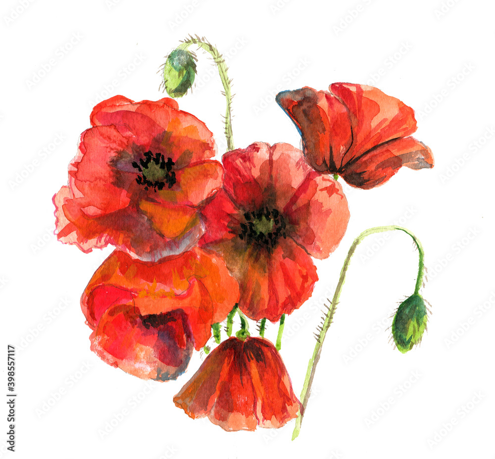 poppies isolated on white poppies isolated on white
