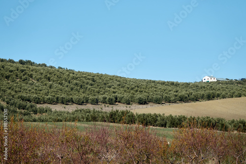 Andalusian countryside landscape with hills planted with olive trees
