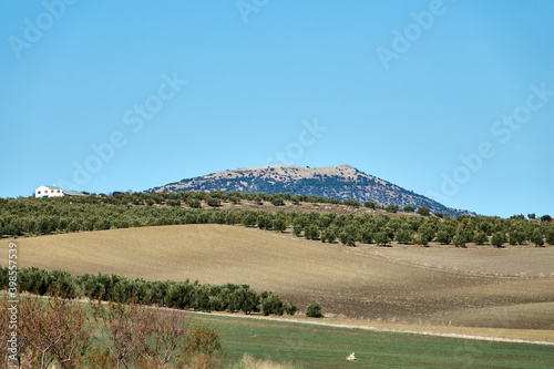 Andalusian countryside landscape with hills planted with olive trees