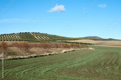 Andalusian countryside landscape with hills planted with olive trees