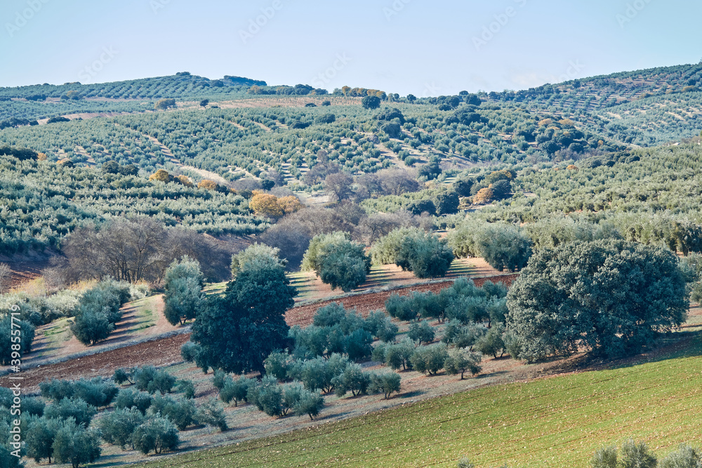 Andalusian countryside landscape with hills planted with olive trees and some holm oaks between them