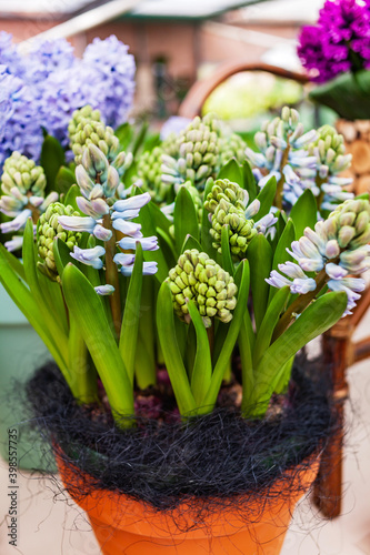 hyacinth flowers in the pot