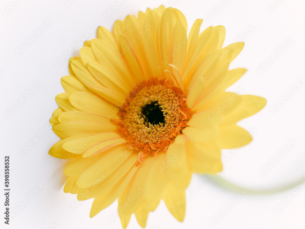Yellow gerbera flower 