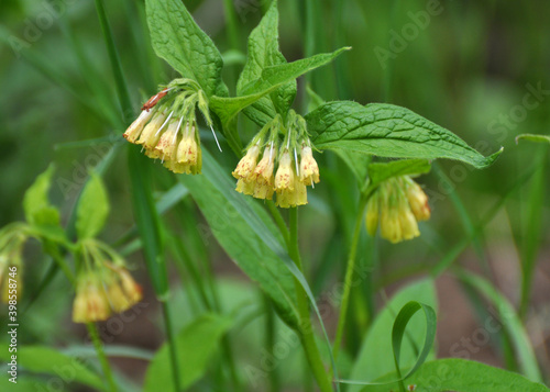 In the forest among the grasses blooms yellow comfrey small cupped (Symphytum microcalyx) photo