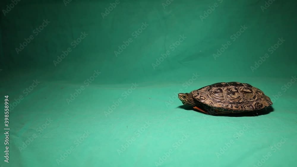 Turtle Coming out of its shell and walking off!
Turtle hiding.
Turtle as a pet.
Closeup reptile on green background.
animal isolated.
Tortoise looking forward.
Reptiles, animals, pets, wildlife