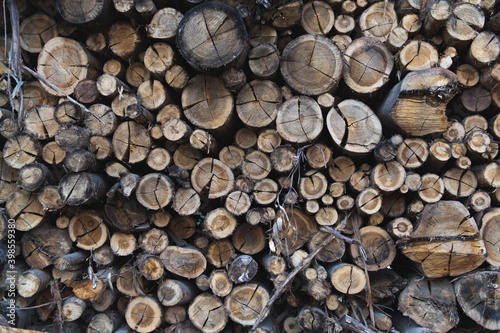 stacking of freshly cut wood logs