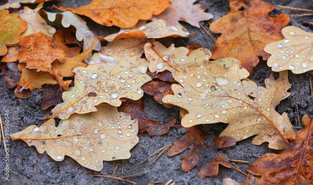 autumn oak leafage with water drops