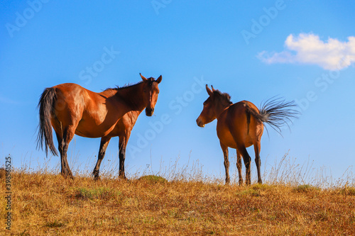 stray horses roaming the mountains, herd of horses. blue sky, white cloud