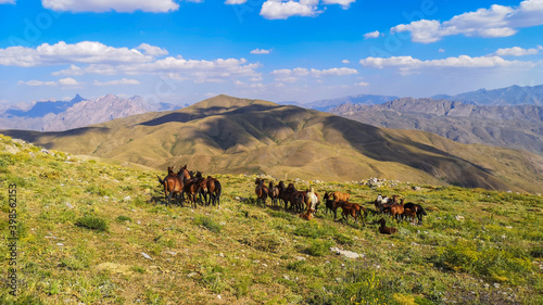  stray horses roaming the mountains, herd of horses