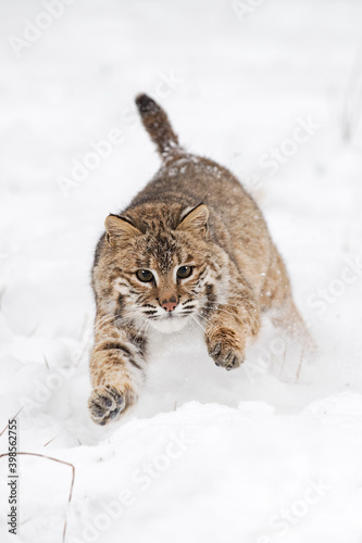 Bobcat  Lynx rufus  Pounces Forward in Snow Winter