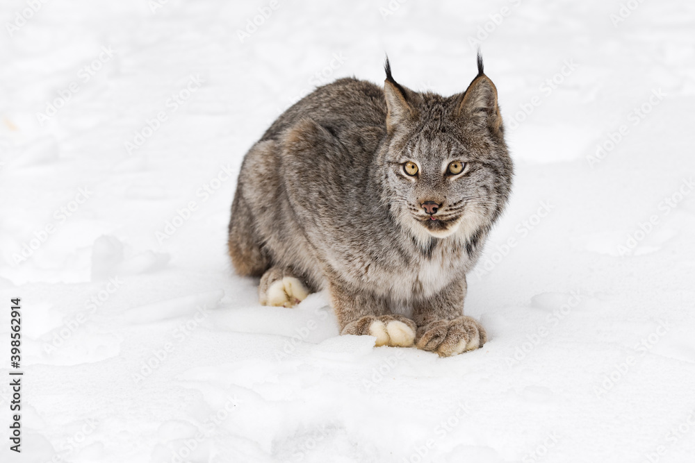 Canadian Lynx (Lynx canadensis) Sits in Snow Tongue Poked Out Winter