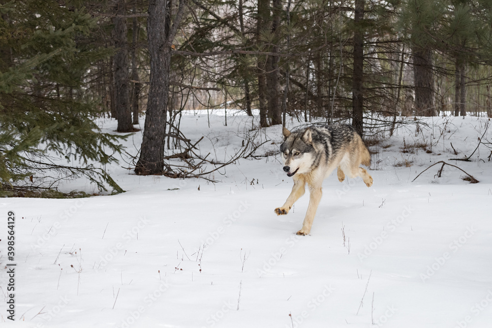 Grey Wolf (Canis lupus) Runs Out of Forest Winter Grey Wolf (Canis lupus) Runs Out of Forest Winter